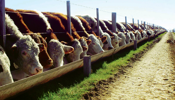 Técnico Auxiliar En Feedlot Y Ganadería Profesional